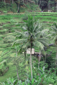 Tegallalang Rice Fields